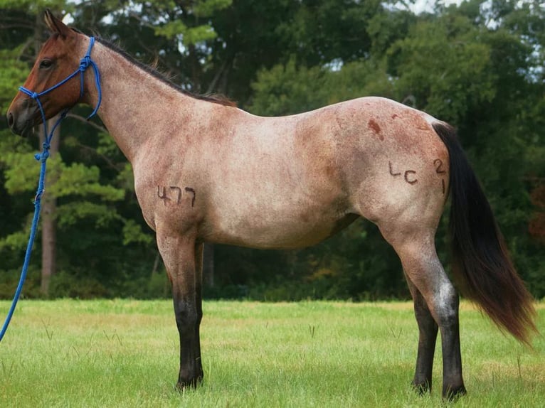 American Quarter Horse Klacz 3 lat Gniadodereszowata in Poplarville, MS