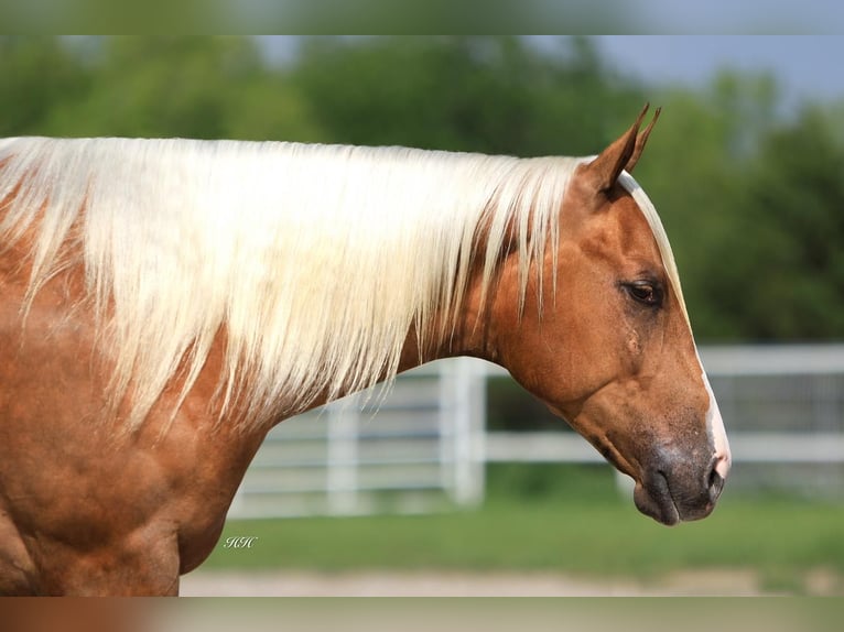 American Quarter Horse Klacz 3 lat Izabelowata in Kaufman, TX