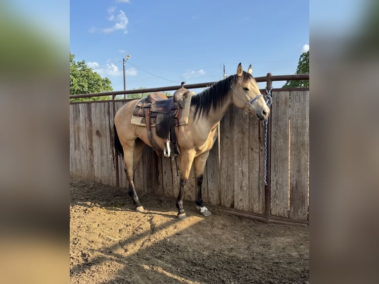 American Quarter Horse Klacz 3 lat Jelenia in Edgewood