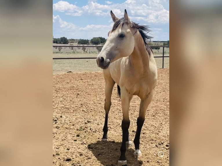 American Quarter Horse Klacz 3 lat Jelenia in Edgewood