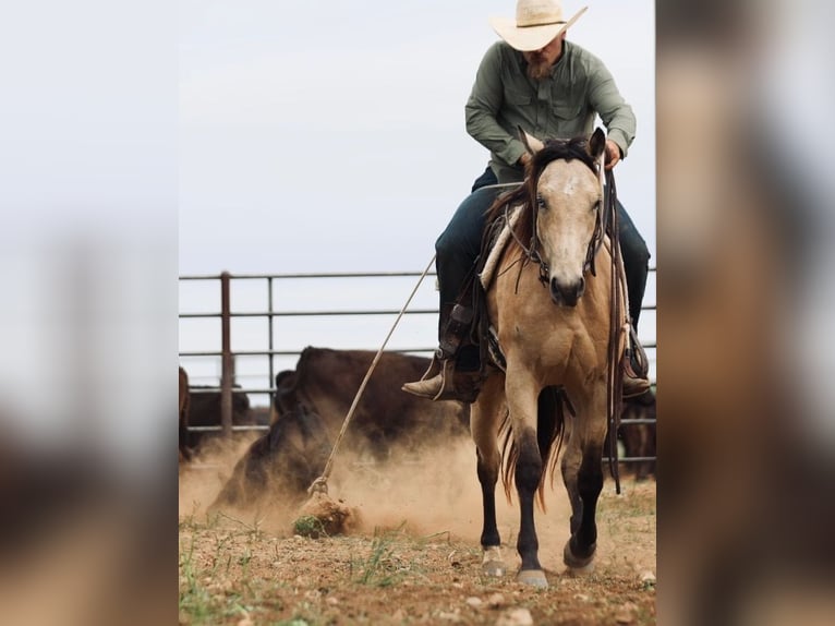 American Quarter Horse Klacz 3 lat Jelenia in Graham