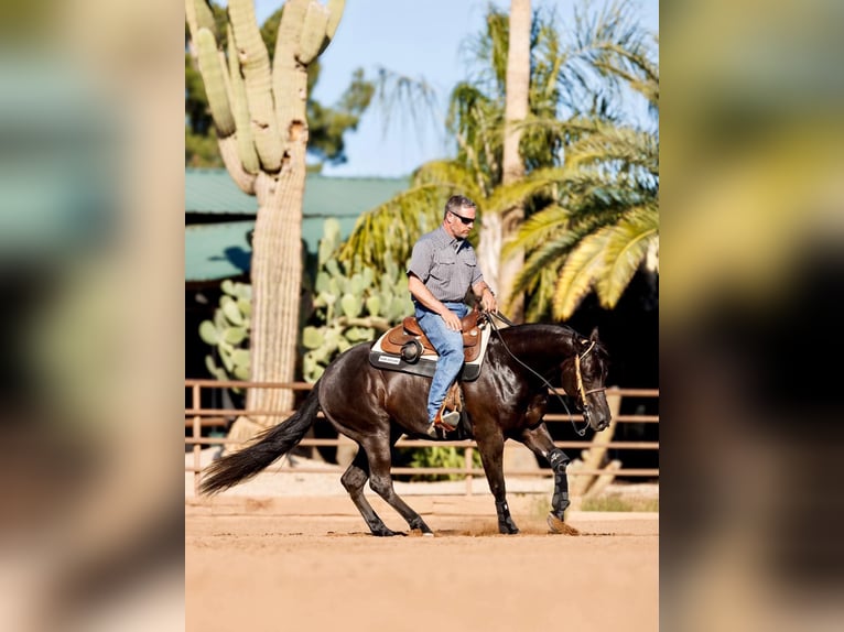 American Quarter Horse Klacz 3 lat Kara in Buffalo