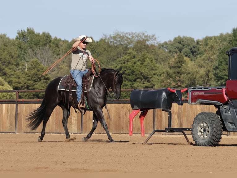 American Quarter Horse Klacz 3 lat Kara in Buffalo