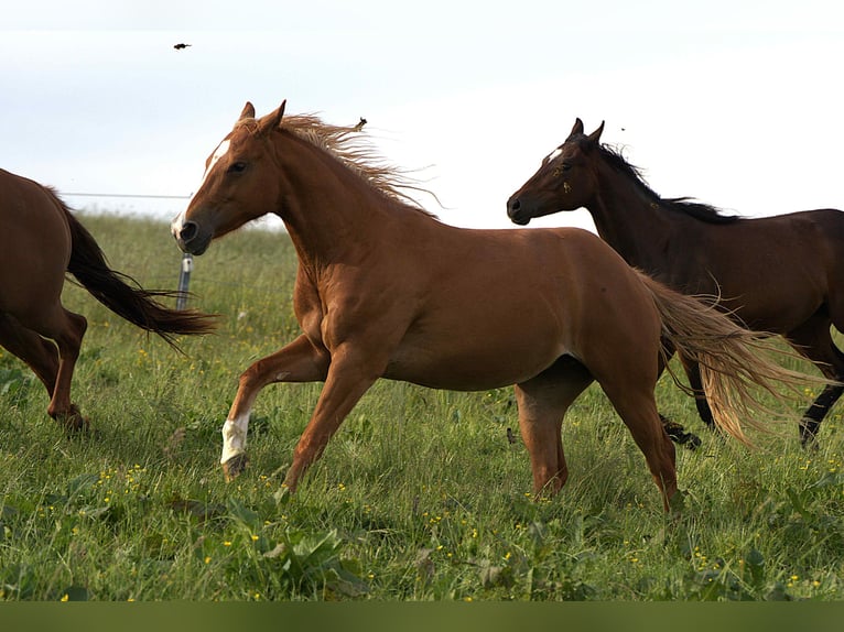 American Quarter Horse Klacz 3 lat Kasztanowata in Biberach an der Riß