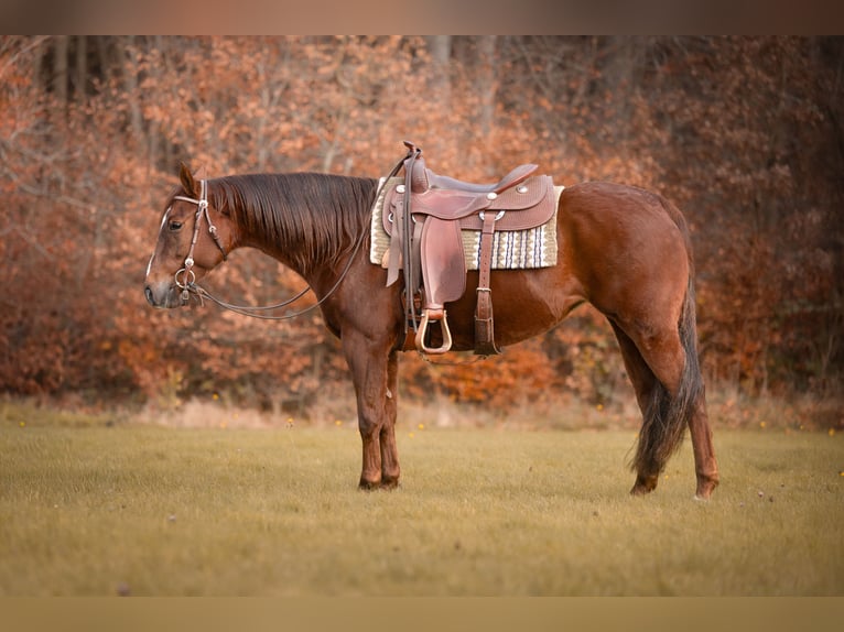 American Quarter Horse Klacz 3 lat Kasztanowata in Höchstberg