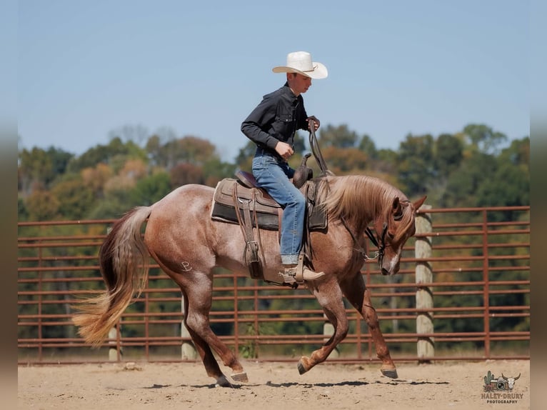American Quarter Horse Klacz 3 lat Kasztanowatodereszowata in Auburn
