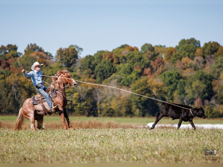 American Quarter Horse Klacz 3 lat Kasztanowatodereszowata in Auburn