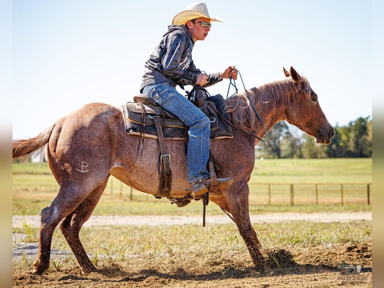 American Quarter Horse Klacz 3 lat Kasztanowatodereszowata in Auburn