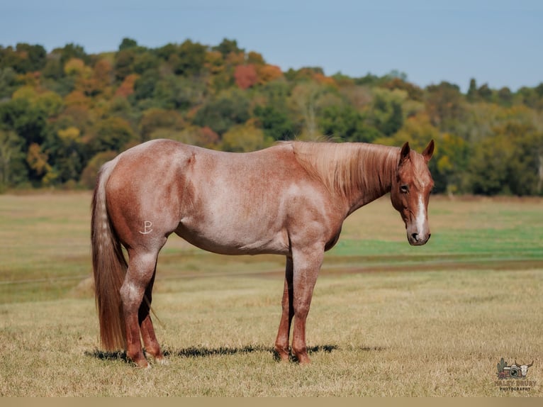 American Quarter Horse Klacz 3 lat Kasztanowatodereszowata in Auburn