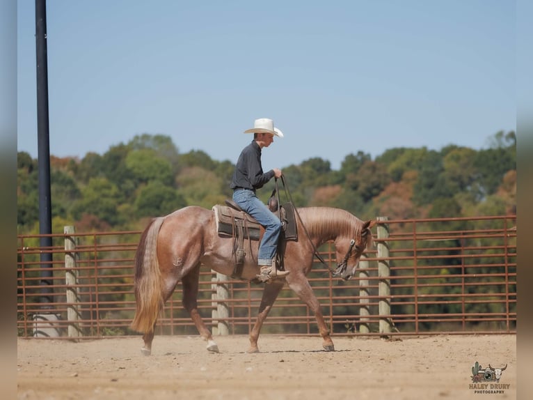 American Quarter Horse Klacz 3 lat Kasztanowatodereszowata in Auburn