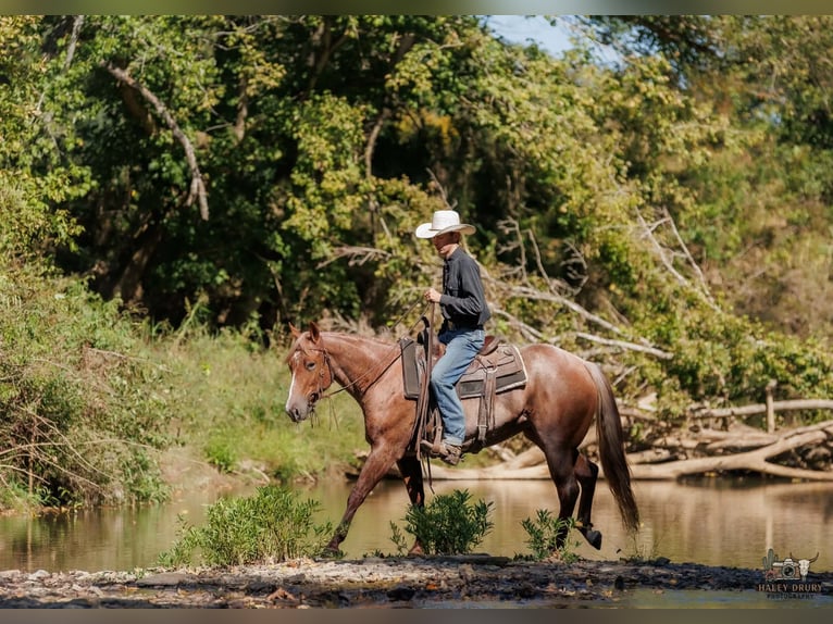 American Quarter Horse Klacz 3 lat Kasztanowatodereszowata in Auburn