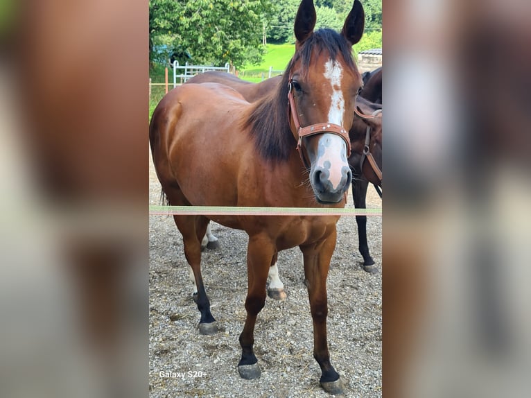 American Quarter Horse Klacz 3 lat in Perwang am Grabensee