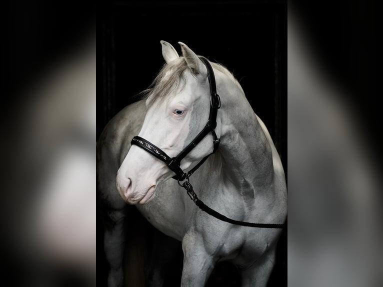 American Quarter Horse Klacz 3 lat Overo wszelkich maści in Verona