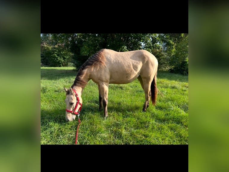 American Quarter Horse Klacz 3 lat in Nördlingen