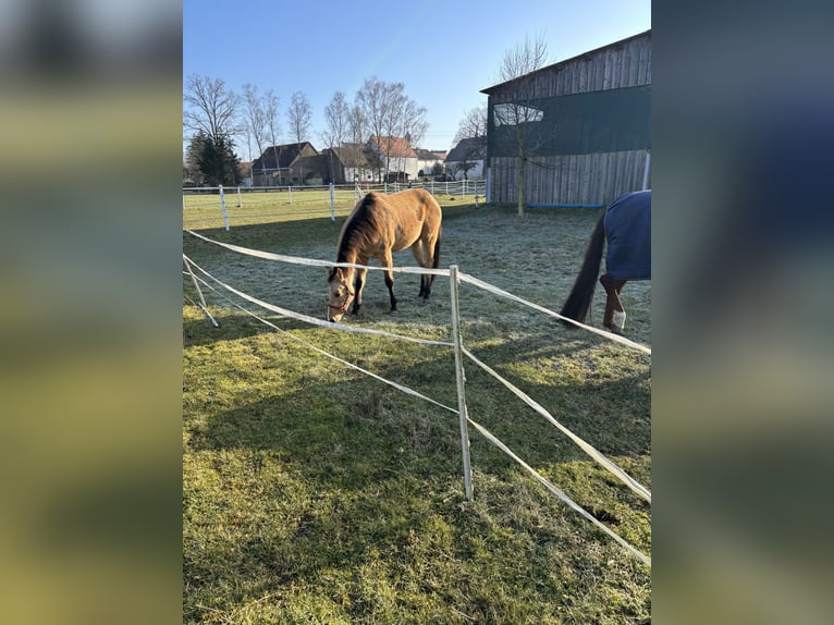 American Quarter Horse Klacz 3 lat in Nördlingen