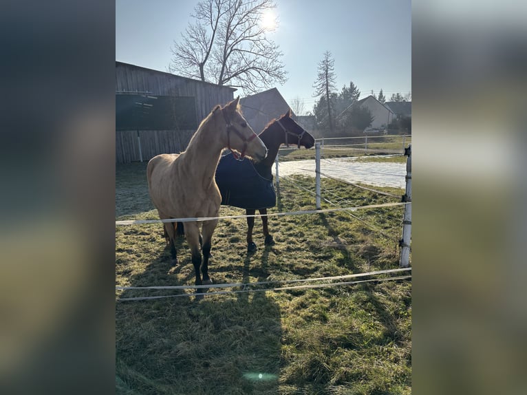 American Quarter Horse Klacz 3 lat in Nördlingen