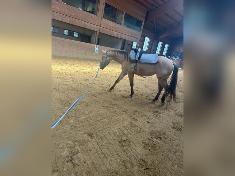 American Quarter Horse Klacz 3 lat in Nördlingen