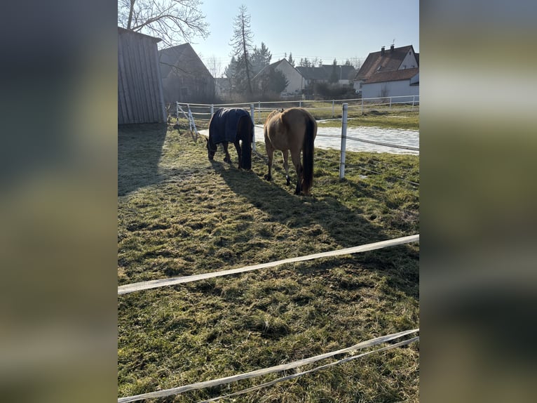 American Quarter Horse Klacz 3 lat in Nördlingen