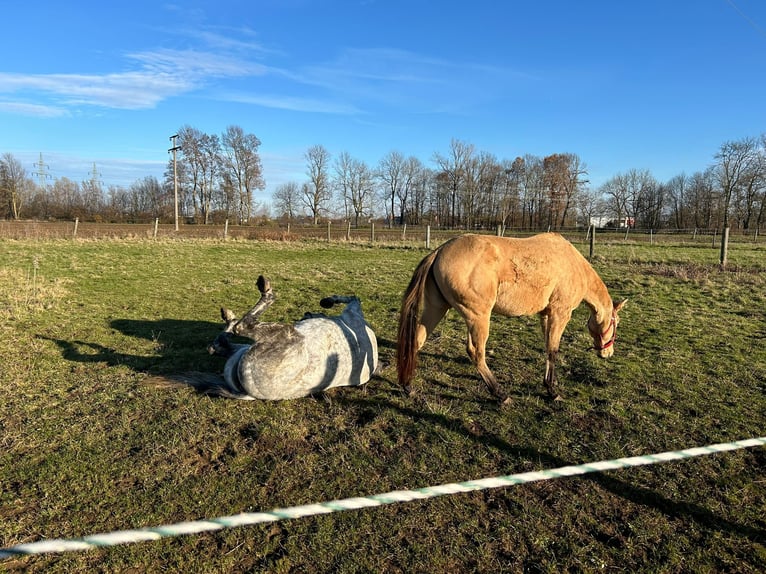 American Quarter Horse Klacz 3 lat in Nördlingen