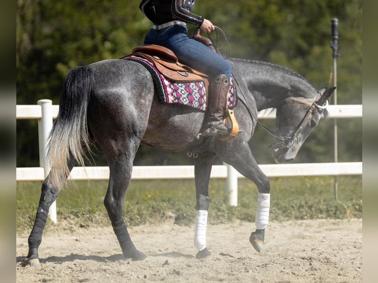 American Quarter Horse Klacz 3 lat Siwa in Monza