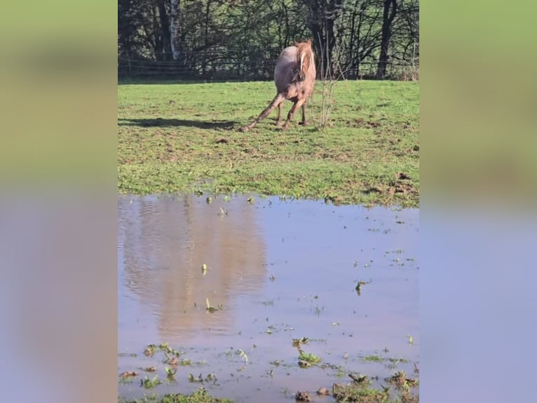 American Quarter Horse Klacz 4 lat 135 cm Kasztanowatodereszowata in Oberthulba