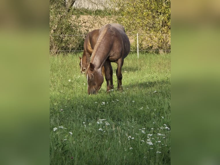 American Quarter Horse Klacz 4 lat 135 cm Kasztanowatodereszowata in Oberthulba