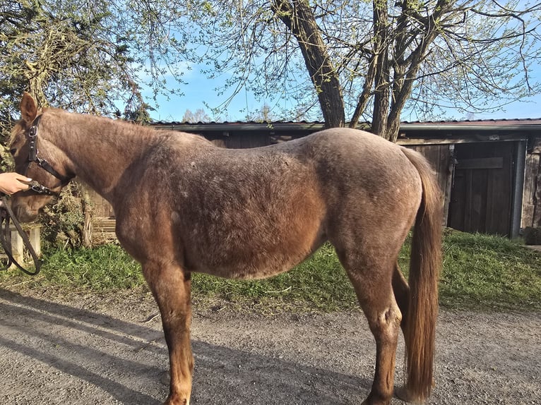 American Quarter Horse Klacz 4 lat 135 cm Kasztanowatodereszowata in Oberthulba