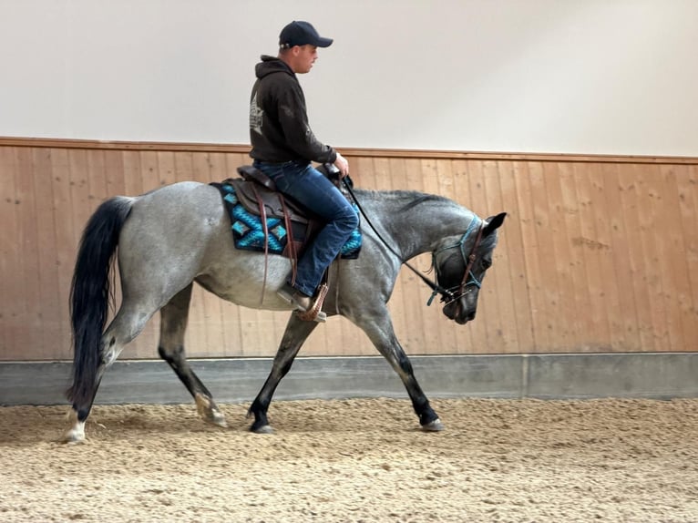 American Quarter Horse Klacz 4 lat 140 cm Karodereszowata in Ascha