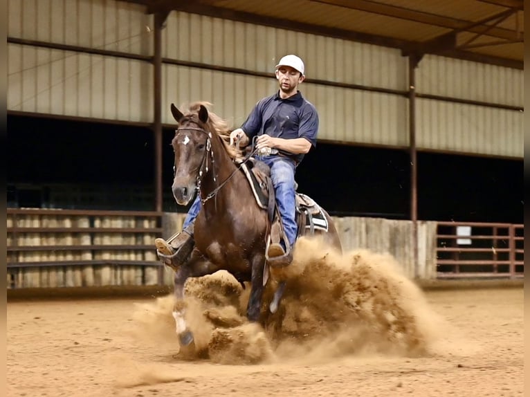 American Quarter Horse Klacz 4 lat 142 cm Ciemnokasztanowata in Waco
