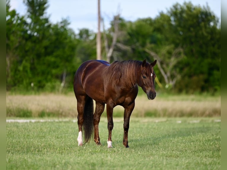 American Quarter Horse Klacz 4 lat 142 cm Ciemnokasztanowata in Waco