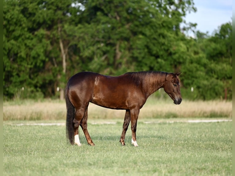 American Quarter Horse Klacz 4 lat 142 cm Ciemnokasztanowata in Waco