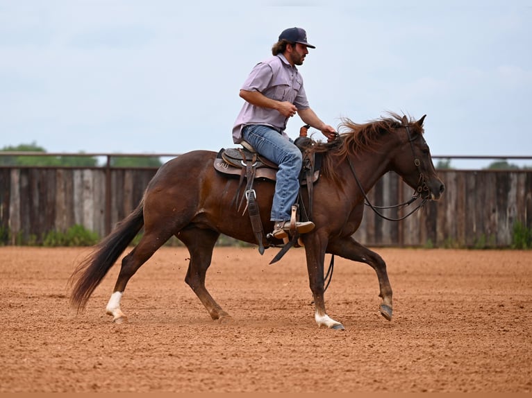 American Quarter Horse Klacz 4 lat 142 cm Ciemnokasztanowata in Waco