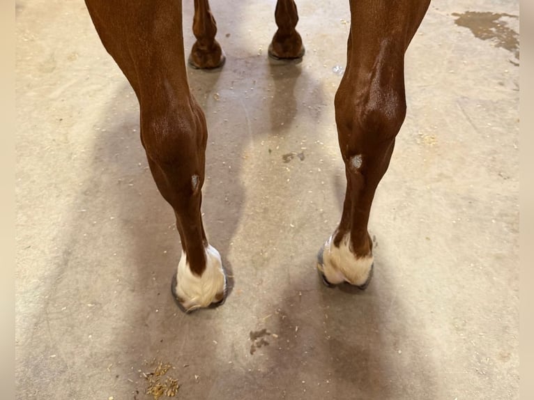 American Quarter Horse Klacz 4 lat 142 cm Cisawa in Waco