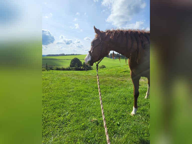 American Quarter Horse Klacz 4 lat 143 cm Ciemnokasztanowata in Neunkirchen-Seelscheid