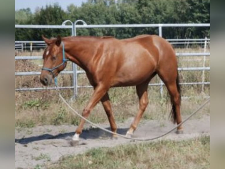 American Quarter Horse Klacz 4 lat 144 cm Kasztanowata in Schönwalde