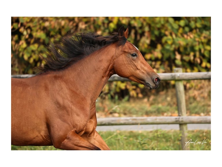 American Quarter Horse Klacz 4 lat 145 cm Gniada in L&#xFC;dinghausenL&#xFC;dinghausen
