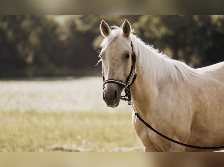 American Quarter Horse Klacz 4 lat 145 cm Izabelowata in Altdöbern