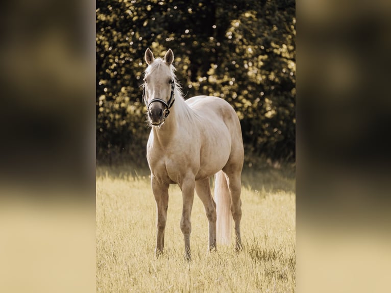 American Quarter Horse Klacz 4 lat 145 cm Izabelowata in Altdöbern