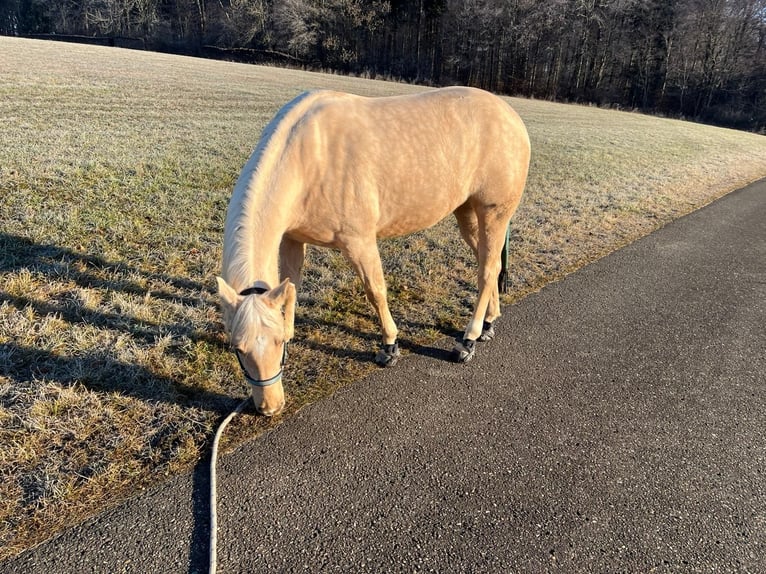American Quarter Horse Klacz 4 lat 145 cm Izabelowata in Bad Urach