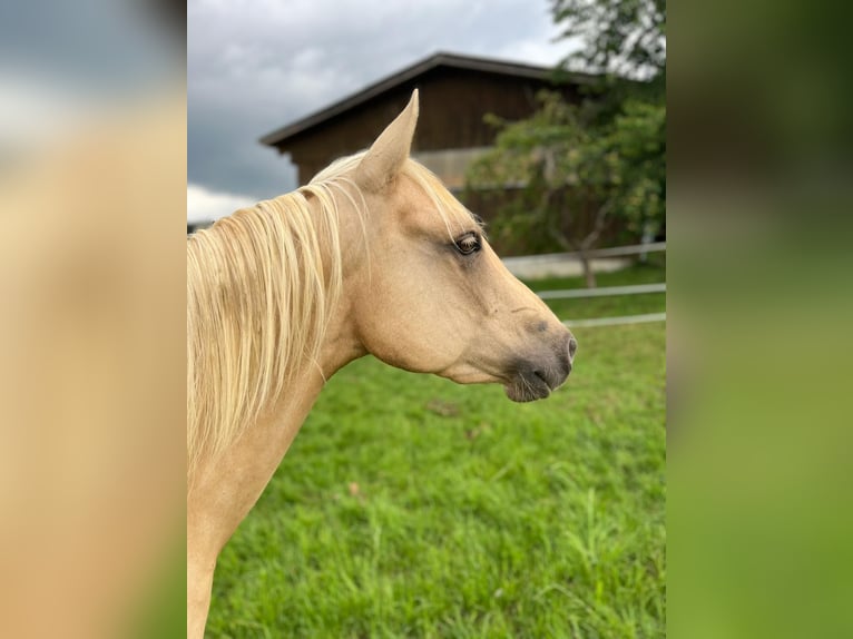 American Quarter Horse Klacz 4 lat 145 cm Izabelowata in Bad Urach
