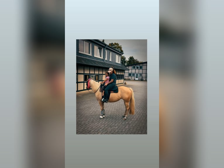 American Quarter Horse Klacz 4 lat 145 cm Izabelowata in Bad Laer