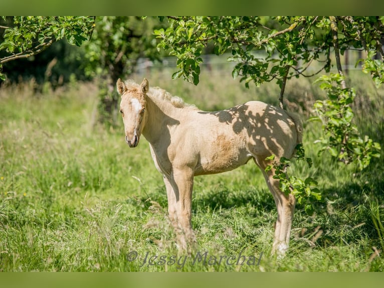 American Quarter Horse Klacz 4 lat 145 cm Izabelowata in Bad Laer