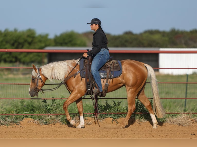 American Quarter Horse Klacz 4 lat 145 cm Izabelowata in Granbury TX