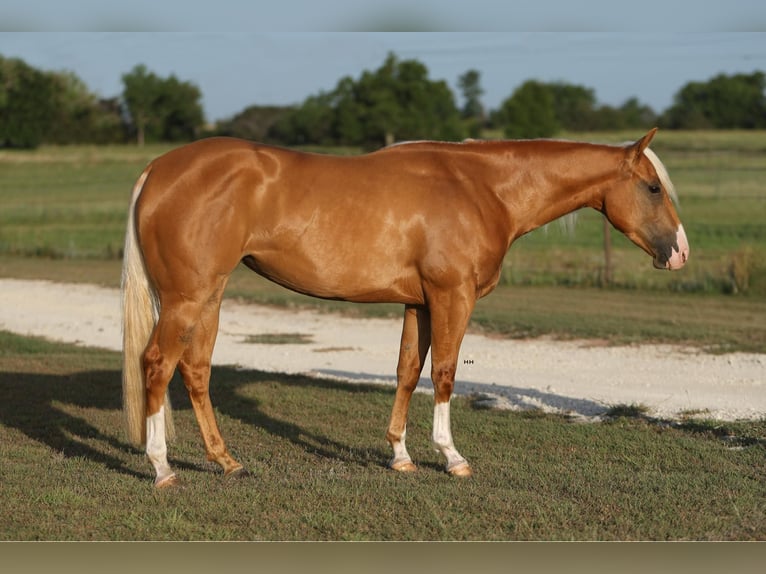American Quarter Horse Klacz 4 lat 145 cm Izabelowata in Granbury TX