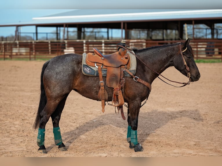 American Quarter Horse Klacz 4 lat 145 cm Kara in Normangee