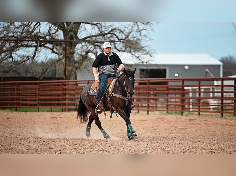 American Quarter Horse Klacz 4 lat 145 cm Kara in Normangee