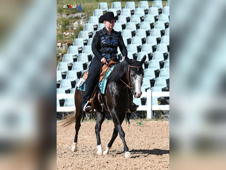 American Quarter Horse Klacz 4 lat 145 cm Kara in Kammlach