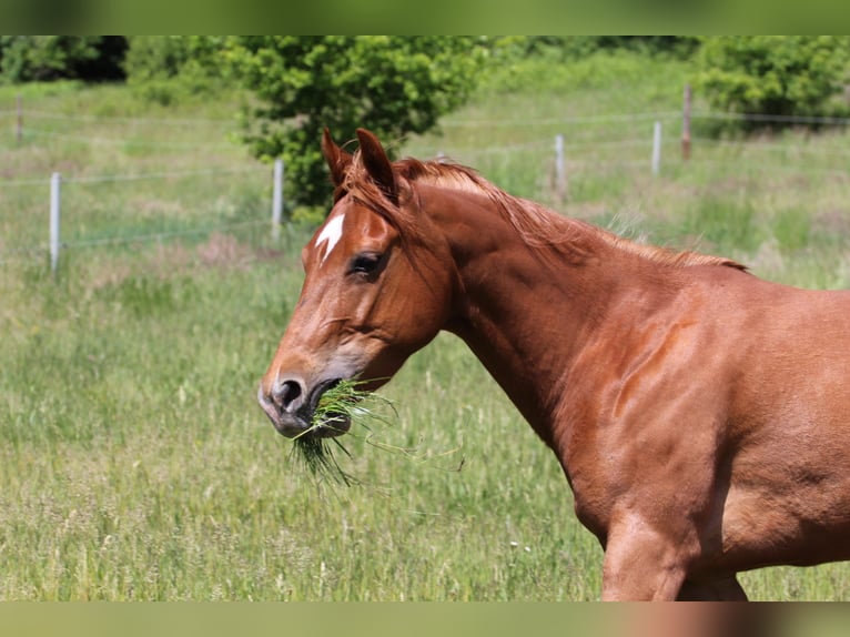 American Quarter Horse Klacz 4 lat 145 cm Kasztanowata in Oberhaid