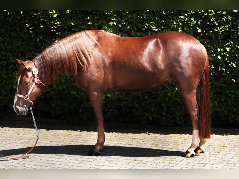 American Quarter Horse Klacz 4 lat 145 cm Kasztanowata in Windeck