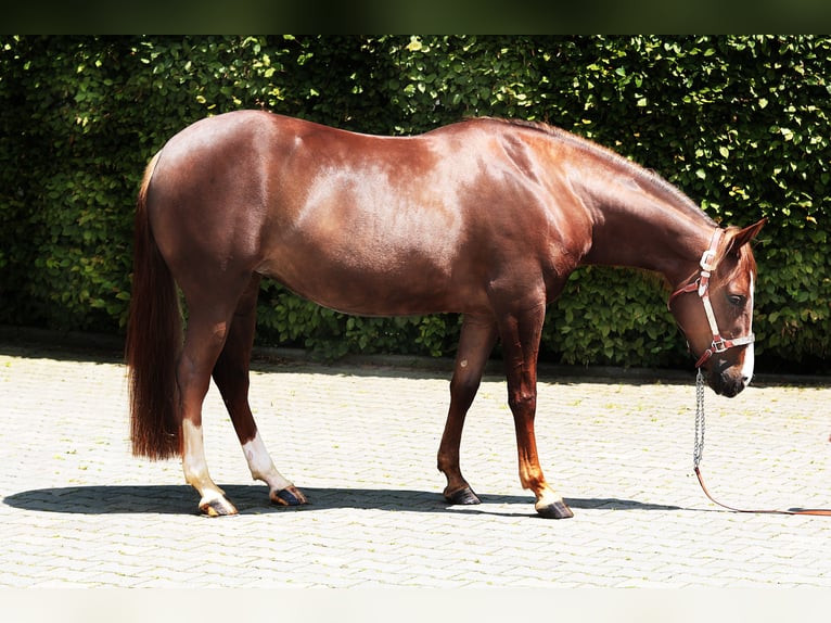 American Quarter Horse Klacz 4 lat 145 cm Kasztanowata in Windeck